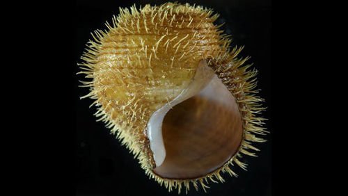 Pankroko sraigė