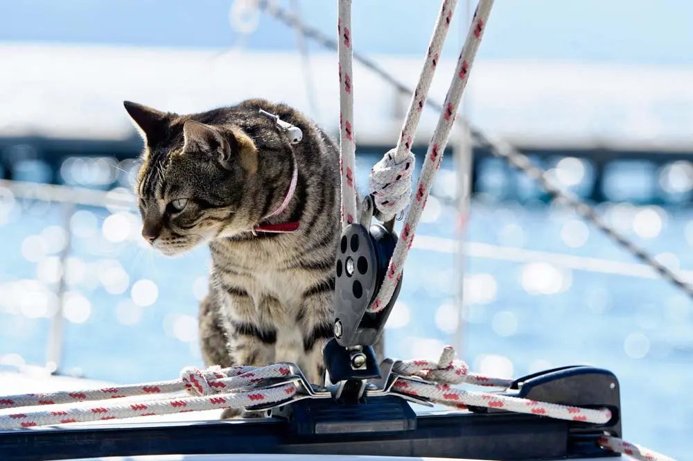 Katės laive neša sėkmę