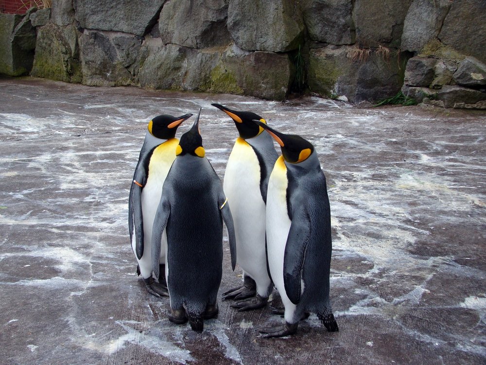Pingvinai Edinburgo zoologijos sode turi gana aukštą statusą – Shutterstock 15 atsitiktinių ir keistų faktų apie Europą