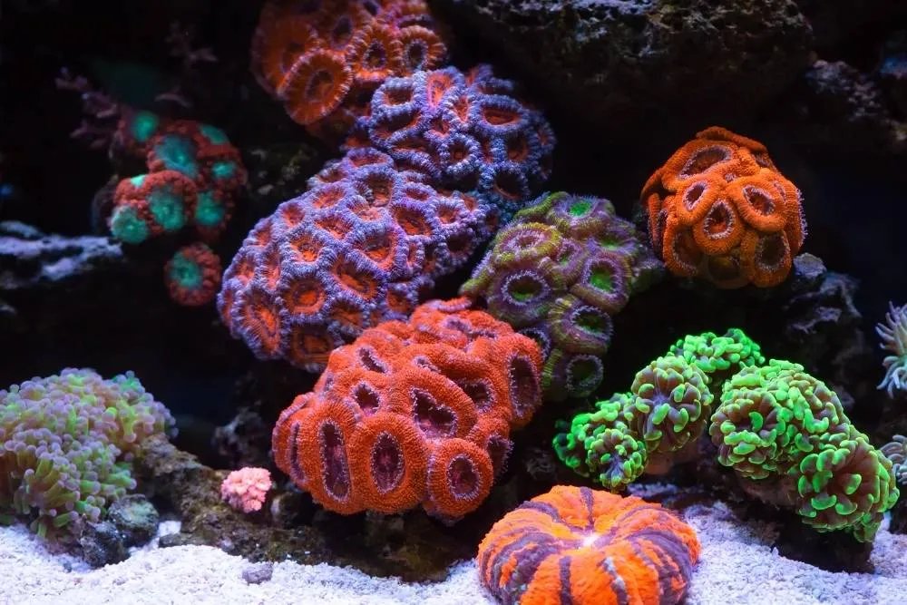 Ryškių spalvų koralų rifų kolonija – Shutterstock