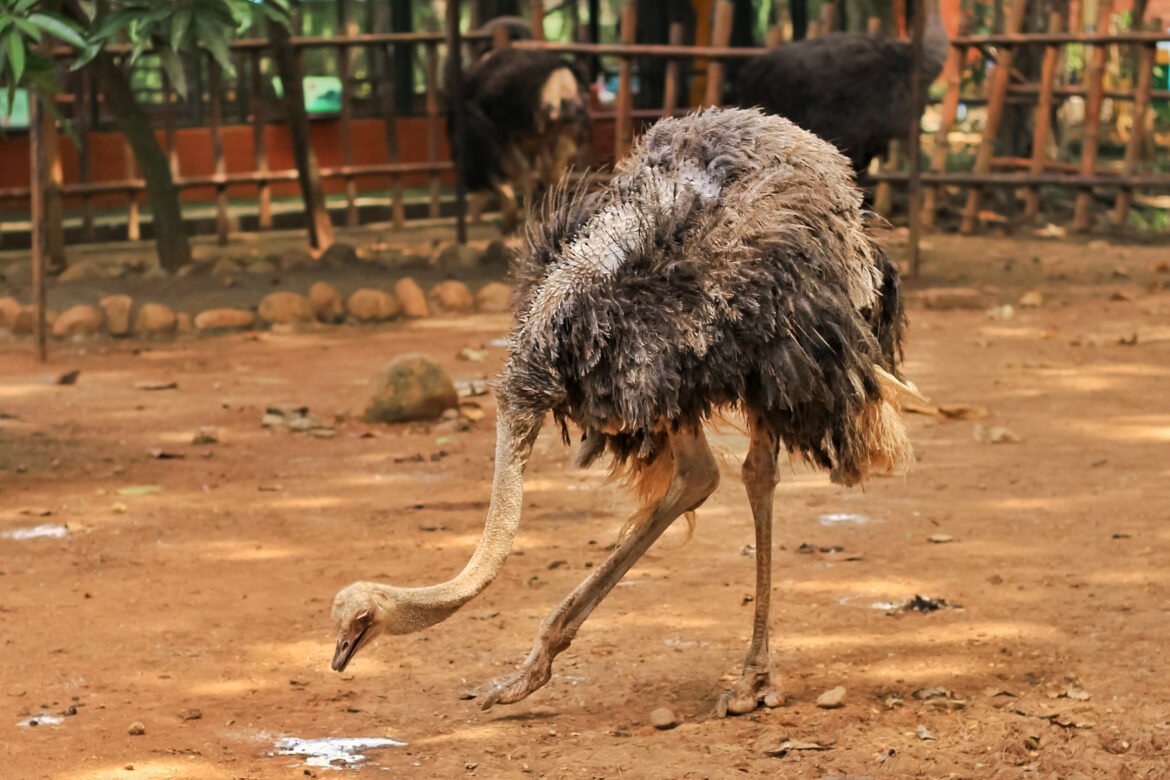 Emu ir strutis: dydis, greitis ir gyvenamoji aplinka