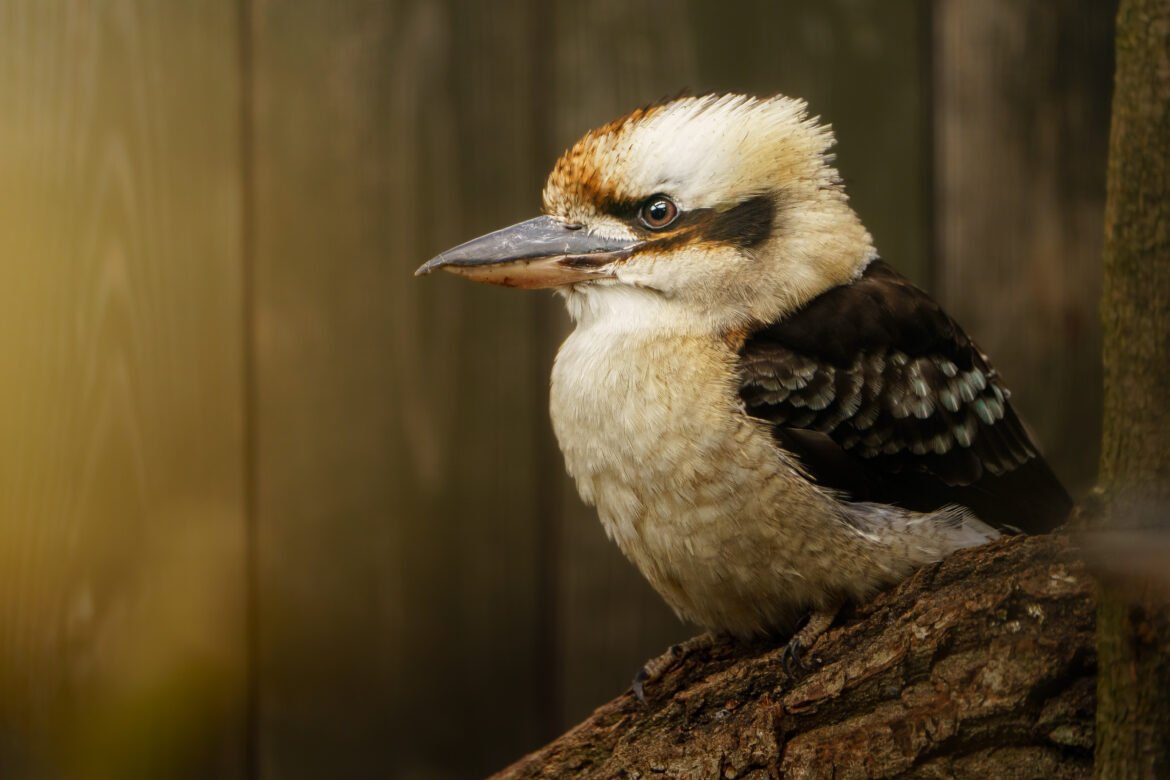 Kas taip juokinga juokiančiosioms kookaburroms?